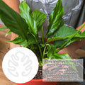 PEUTIER Monstera Acrylic Plant Stand Flower Shape Indoor Outdoor A Style by Deal US