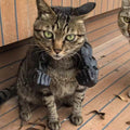 Generic Creative Cat 3D Printed Muscle Arms Halloween Costume Accessory Black by Deal US