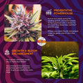 Dutch Blue Wizard Easy Leaf Elixir Plant Food Hydroponics Liquid Nutrient by Deal US