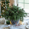 Ivydale 7 PCS Artificial Fall Stems 26in White Flowers Silk Greenery by Deal US