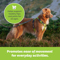 Dog Joint Support Powder – Beef Flavor Hip & Joint Supplement with Glucosamine by Deal US