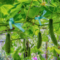 IKAYAS 300Ft Garden Plant Tape Rolls 2-Pack Reusable Tomato Plant Support by Deal US