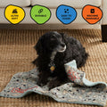 Squiggy Squeaks Dog & Cat Sleep Play Blanket Squeaky Toy 22x27in Blue/Green by Deal US