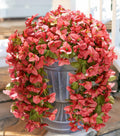 HyeFlora Bougainvillea Artificial Hanging Flowers Red 2pcs Silk UV Resistant by Deal US