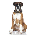 Lamphyface Halloween Dog Collar with Removable Cute Bow Tie Adjustable Cotton L by Deal US