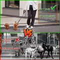 Mengbei Tribe Double Dog Leash Detachable 360° Swivel Reflective Grey Size L by Deal US