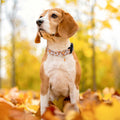 Faygarsle Orange Dog Collar Pumpkin Leaf Pattern Fall Autumn Small Size S by Deal US