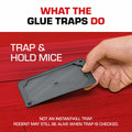 Tomcat Glue Traps Mouse Size with Eugenol for Enhanced Stickiness, 6 Count Black by Deal US