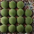 Liliful Velvet Christmas Balls Ornaments Green 3.15 Inch 15 Pcs by Deal US