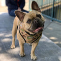 Jurassic Bark Reversible Harness by Pawmigo