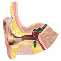 Personal Sound Amplifier Hearing Aid with Protective Case by DailySale