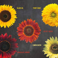 Plant Your Own Garden Grow Kit by DailySale
