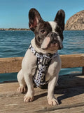 Polka Dog X-Fit Harness by Pawmigo