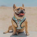 Pool Pawty Reversible Harness by Pawmigo