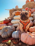 Pupkin Patch Leash Kit by Pawmigo