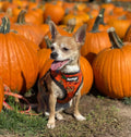 Pupkin Patch Leash Kit by Pawmigo