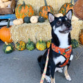 Pupkin Patch Leash Kit by Pawmigo