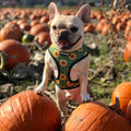 Pupkin Patch Reversible Harness by Pawmigo