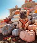 Pupkin Patch Reversible Harness by Pawmigo