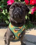 Pupkin Patch Reversible Harness by Pawmigo