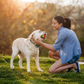 Rechargeable Waterproof Beep Vibration Static Stimulation Bark Stopper by DailySale