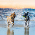 Rechargeable Waterproof Beep Vibration Static Stimulation Bark Stopper by DailySale