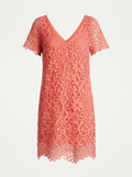BB Dakota Women's Rene Scallop Lace Shift Dress, Cantaloupe, X-Small by Vanessa Jane