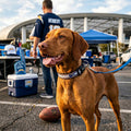 San Diego Chargers Reflective Large Football Collar by Vanessa Jane