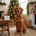 Yellow Dog Design Standard Collar, Medium, Christmas Cheer by Vanessa Jane