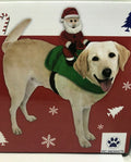 BBBMex Ride Along Santa Costume For Medium Size Dogs by Vanessa Jane