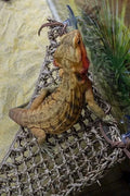Penn-Plax Reptology Lizard Lounger Corner Triangle for Reptiles – Seagrass – Sma by Vanessa Jane