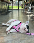 Slumber Pawty Reversible Harness by Pawmigo