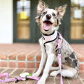 Slumber Pawty Reversible Harness by Pawmigo