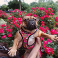Snack Shack Reversible Harness by Pawmigo