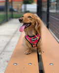 Snack Shack Reversible Harness by Pawmigo