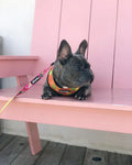 Snack Shack Reversible Harness by Pawmigo