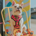 Snack Shack Reversible Harness by Pawmigo
