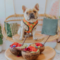 Snack Shack Reversible Harness by Pawmigo