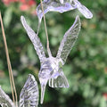 Solar Color Changing LED Hummingbird Wind Chimes by DailySale