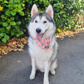 Succa For You Cooling Bandana by Pawmigo
