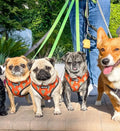 Succa For You Reversible Harness by Pawmigo