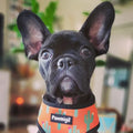 Succa For You Reversible Harness by Pawmigo