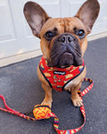 Taco Tuesday Leash Kit by Pawmigo