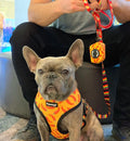 Taco Tuesday Leash Kit by Pawmigo