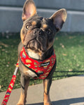 Taco Tuesday Reversible Harness by Pawmigo