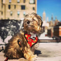 Taco Tuesday Reversible Harness by Pawmigo