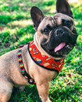 Taco Tuesday Reversible Harness by Pawmigo