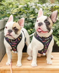 Teacher's Pet Reversible Harness by Pawmigo