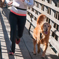 The Buddy System Adjustable Hands Free Dog Leash by DailySale