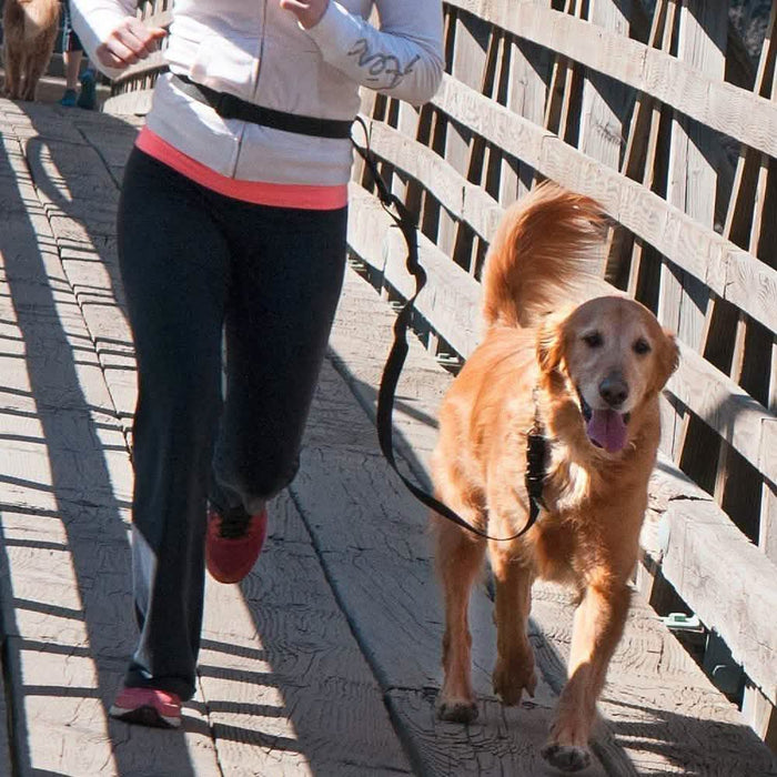 The Buddy System Adjustable Hands Free Dog Leash by DailySale